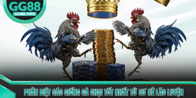 Phân Biệt Các Giống Gà Chọi Tốt Nhất Từ Sư Kê Lão Luyện