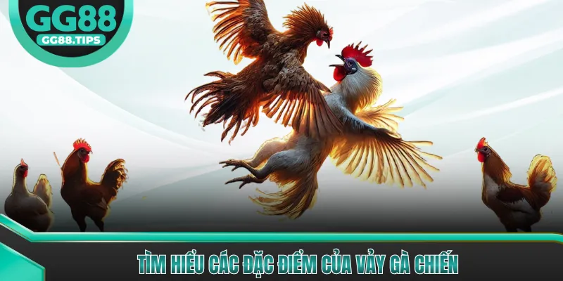 Tìm hiểu các đặc điểm của vảy gà chiến